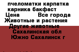 пчеломатки карпатка карника бакфаст F-1 › Цена ­ 800 - Все города Животные и растения » Другие животные   . Сахалинская обл.,Южно-Сахалинск г.